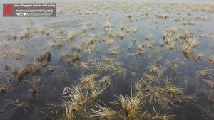 سیل خوزستان بهار ۹۸