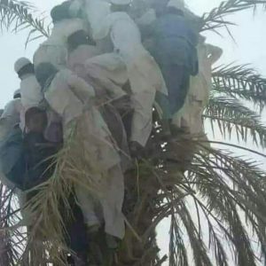 پناه بردن مردم سیستان و بلوچستان به درخت در سیل این استان