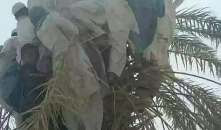 پناه بردن مردم سیستان و بلوچستان به درخت در سیل این استان